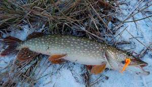 Fishing for pike in January using a spinning rod