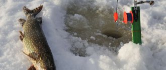 Catching pike in winter on a zherlitsa