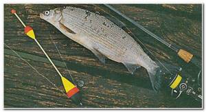 catching whitefish with a float rod