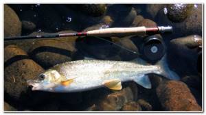 fishing for whitefish using a spinning rod