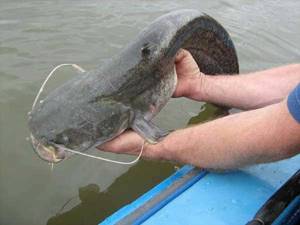 Catching catfish from a boat