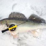 Catching pike perch using amphipods
