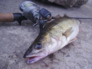 Catching pike perch using a spinning rod
