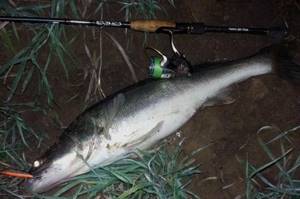 Catching pike perch at night with a spinning rod