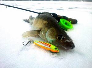 Catching pike perch on the first ice