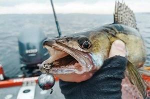 Fishing for pike perch in November