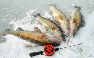 fishing for pike perch in January