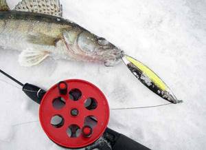 Fishing for pike perch in winter using lures