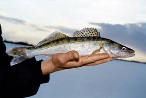 Catching pike perch in winter on the current - fishing secrets