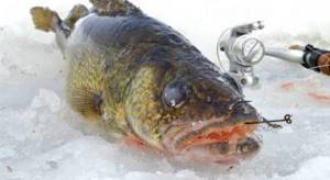 catching pike perch in winter sprat tackle