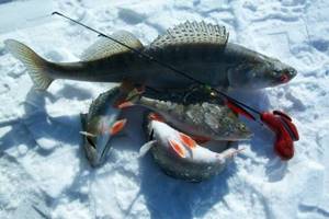 Fishing for pike perch in winter