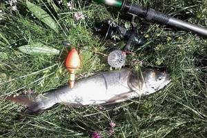 silver carp fishing