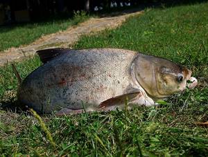 Catching silver carp with a silver carp killer tackle, how to do it and catch it