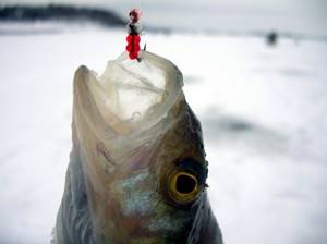 Fishing in winter with a jig