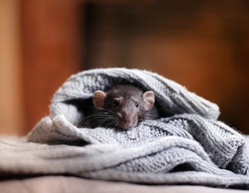 Do-it-yourself rat trap: features and 6 rat trap schemes