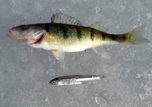 The best jig for perch
