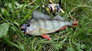 best colors of silicone baits for perch