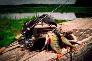 The best spinning rods for jigging