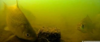 макушатник- подводные съемки