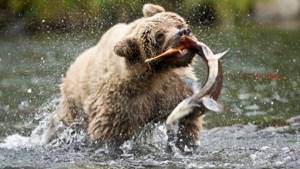 медведь ловит тайменя