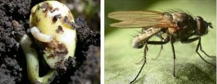 Small pests - garden flies