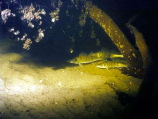 pike perch sites