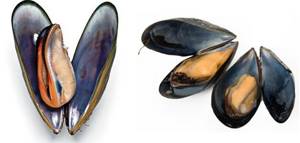 mussel for carp fishing