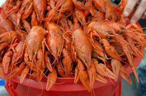 Myths and truth about crayfish. Where, how and when to catch them in Volgograd... 