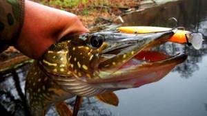 Minnows work even on passive pike on a long pause