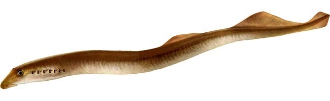 River lamprey photo