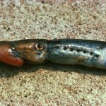 river lamprey is dangerous to humans