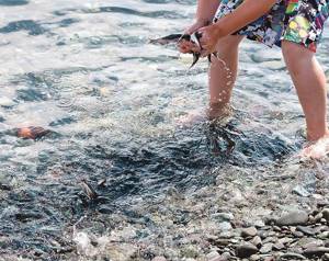 capelin are caught by hand