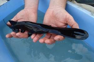 Juvenile paddlefish