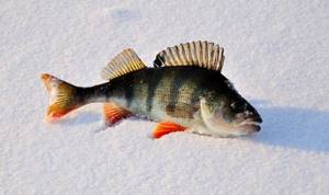jig for perch