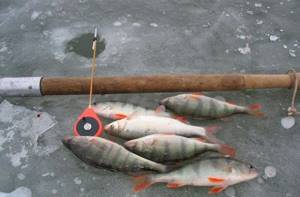 Jigs for perch in the first ice