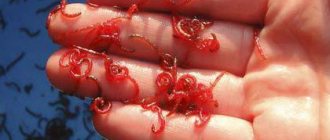 Bloodworm whose larva photo