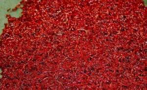 bloodworm for fishing