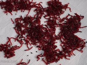 Bloodworm for winter fishing