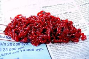 bloodworm on the newspaper