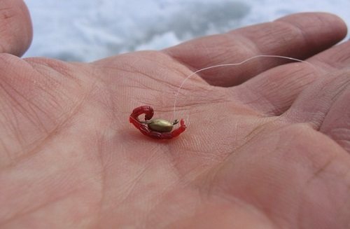 bloodworm on a hook