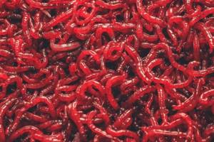 Bloodworms are suitable as bait at any time of the year.