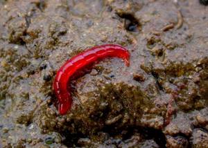 bloodworm in the sludge