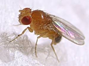 Drosophila fly