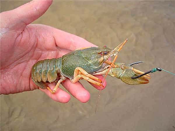 Crayfish meat for catfish