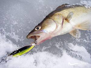 What and how to catch pike perch in winter: tackle, fishing on the Volga, winter fishing rod, fishing tackle, fishing lures, ratlins