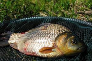 What do crucian carp bite on in May?