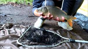What do carp bite on in May?