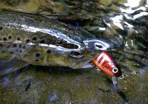 What to catch trout with