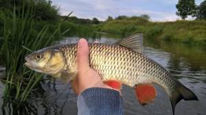 What to use to catch chub in summer