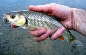 What to use to catch chub in May
